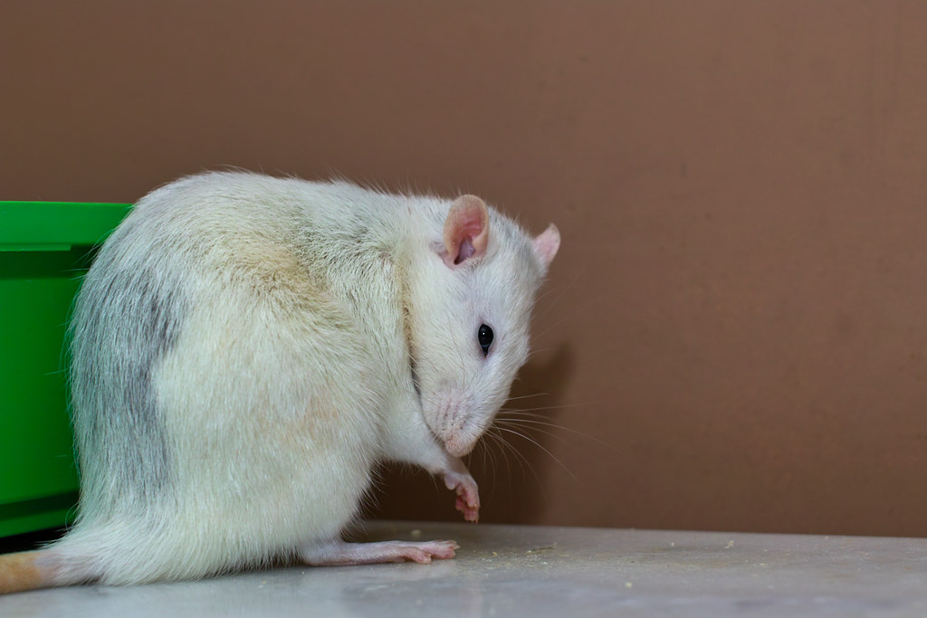 Deratyzacja – co to takiego?